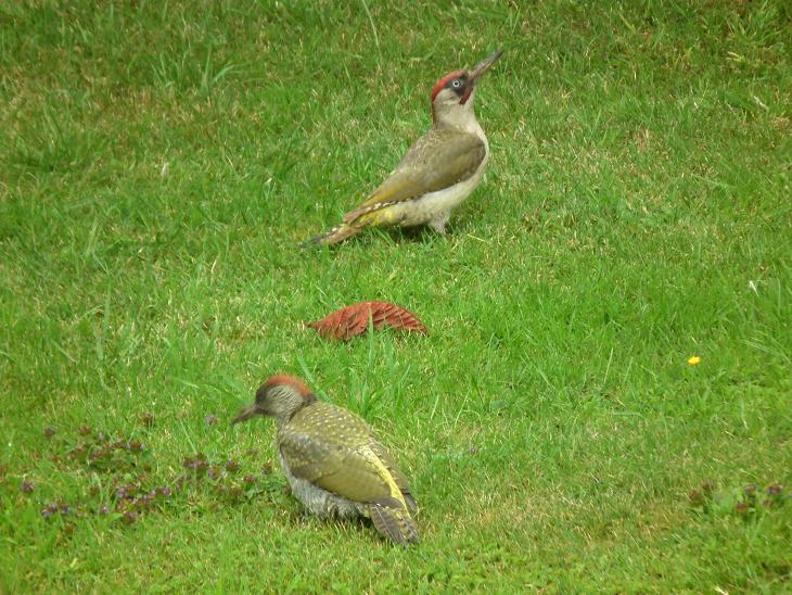 A mother and juvenile Green Woodpecker visiting the garden