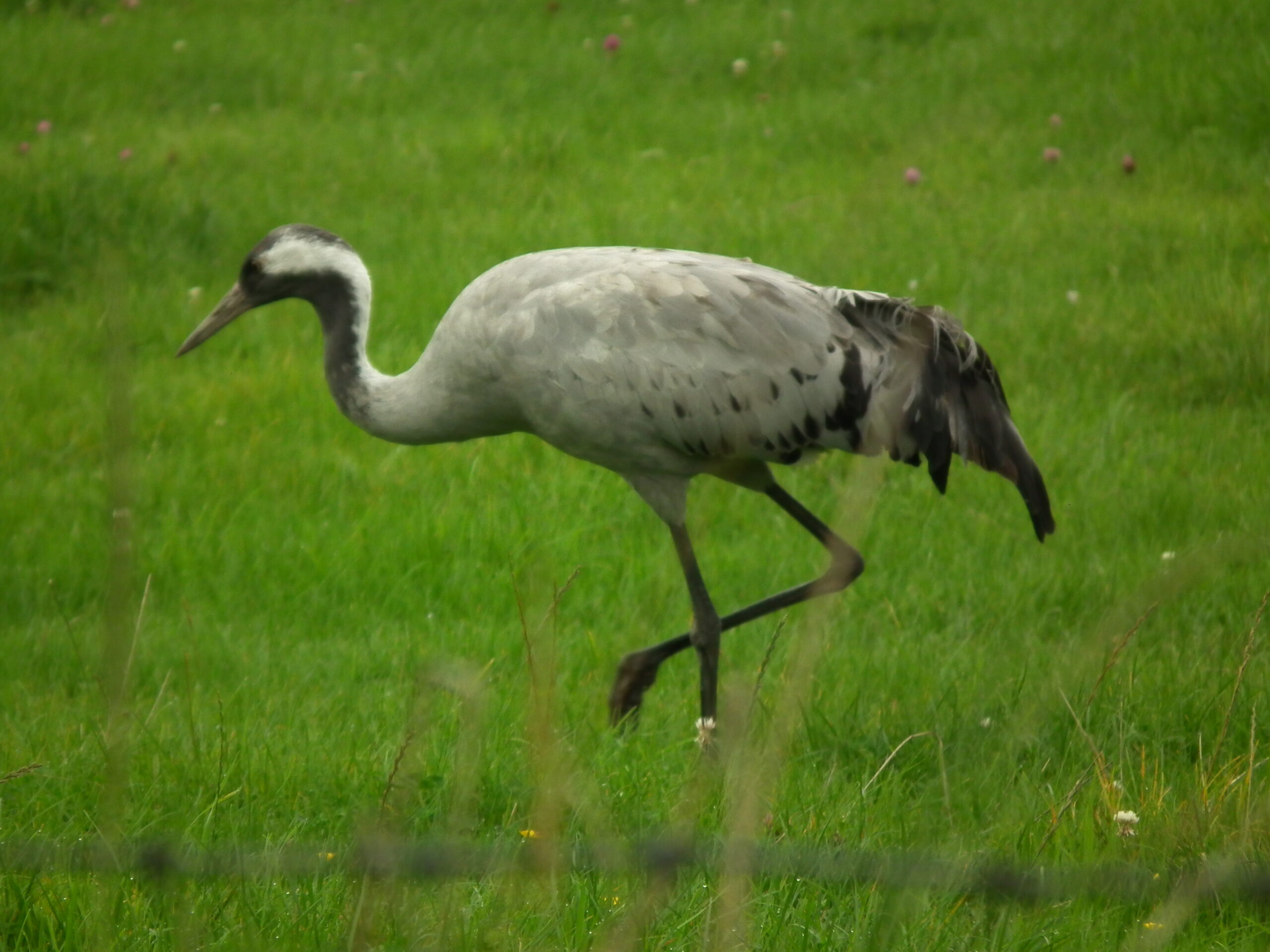 A Crane at Slimbridge Wildfowl Trust